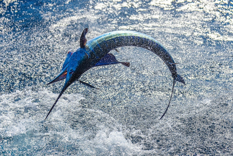 Fish caught on a fishing trip in Cabo San Lucas