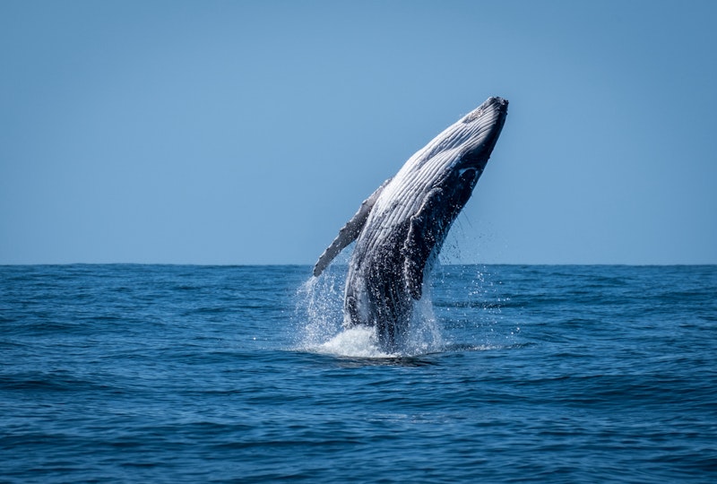 Whale Jumping View from Yacht