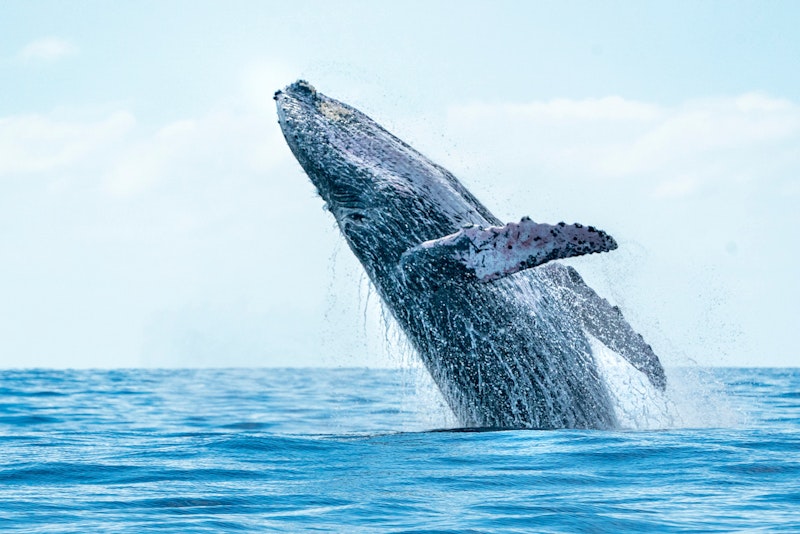 Whale Watching in Cabo San Lucas