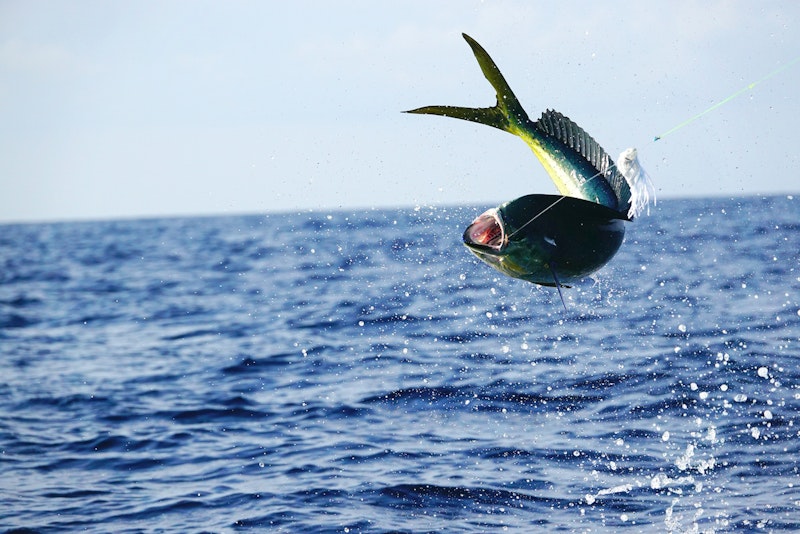 Fishing in Cabo San Lucas Trip 