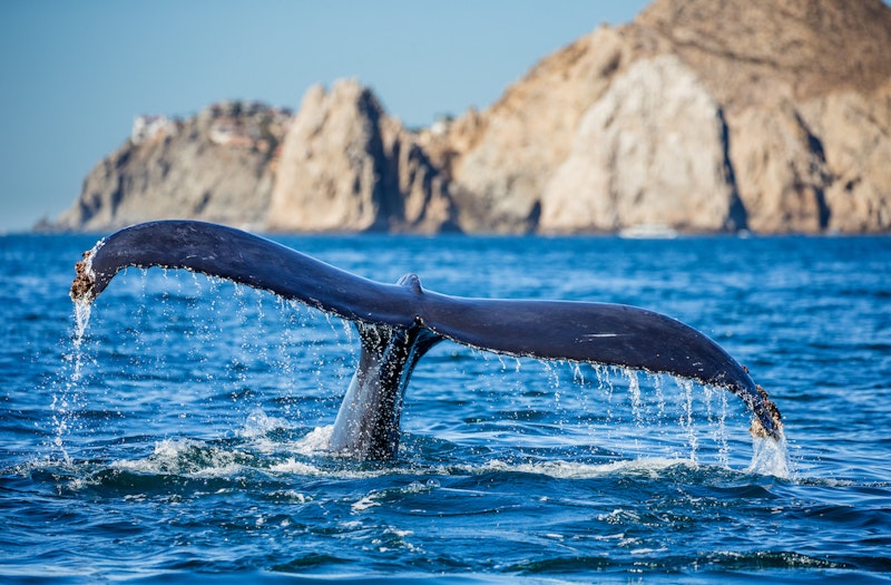 Whale Watching in Cabo San Lucas
