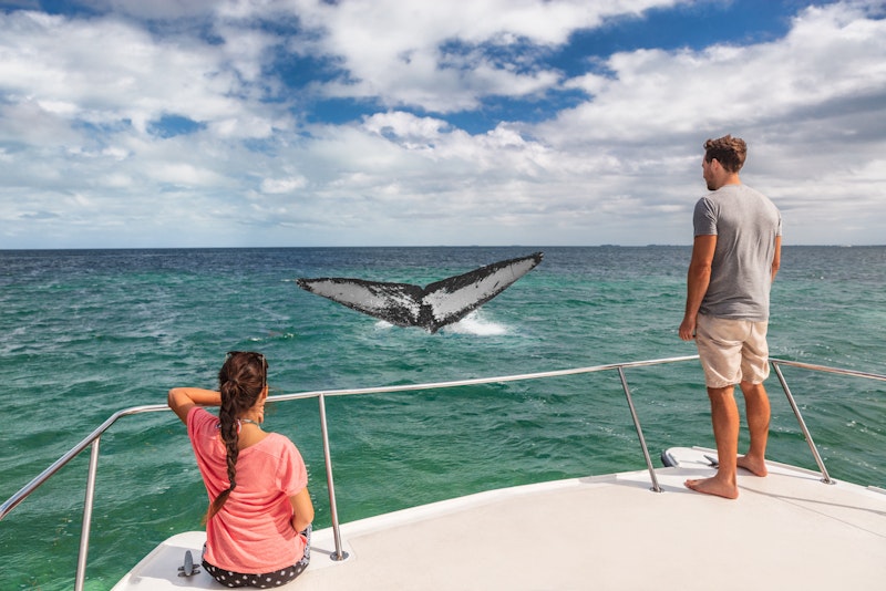 Whale Watching in Cabo San Lucas