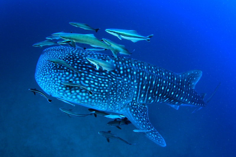 Whale Watching in Cabo San Lucas